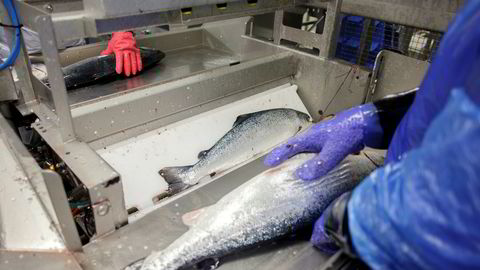 Laks fra Marine Harvests anlegg ved Herøy.