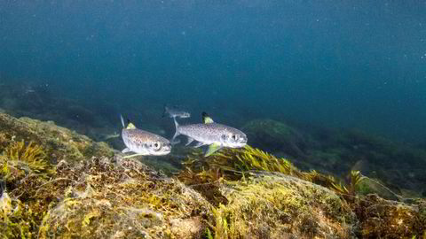 Villsmolt fotografert på vei ut av Evangervatnet, en av innsjøene i Vossovassdraget.
