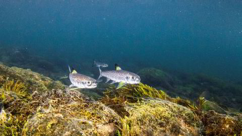 Villsmolt fotografert på vei ut av Evangervatnet, en av innsjøene i Vossovassdraget.