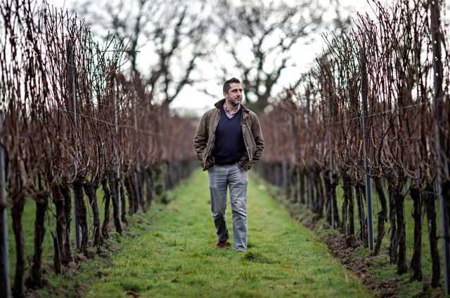 Vinmaker Charlie Holland mellom rankene på Gusbourne vingård i Appledore, Kent. I sørlige England, og særlig i Kent og Sussex, har produksjonen av musserende vin tatt av. Britene konkurrerer nå mot franske rivaler. Klimaforandringene har noe av skylden for det.