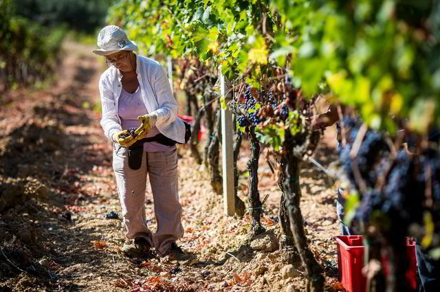 Om ikke lenge høstes en ny årgang i Montalcino. Dette er fra innhøsting av 2013-årgangen.