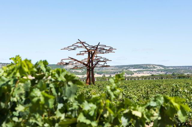 Vinmarkene til Vega Sicilia har fire naboer. Men det er betraktelig mange flere som hevder at de er en av naboene til den mytiske vingården.