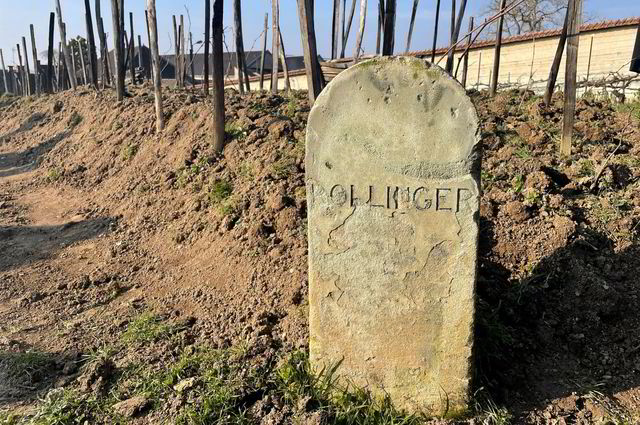 I denne vinmarken hos Bollinger lages en av verdens mest unike champagner. Nå henger dens fremtid i en tynn tråd.