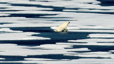 Vintrene i Arktis har stadig blitt varmere de siste årene.
