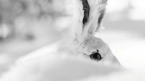 Bare hare. – Plutselig kan haren stå der rett ved siden av deg og se på deg med de store svarte øynene sine. Haren er en luring, det er sikkert og visst, sier harejeger og forfatter Jon Barikmo (avbildet hare er utstoppet).