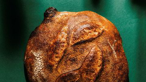 Sur kultur. En god surdeigsstarter er grunnmuren som trengs for å lage perfekte surdeigsbrød.
