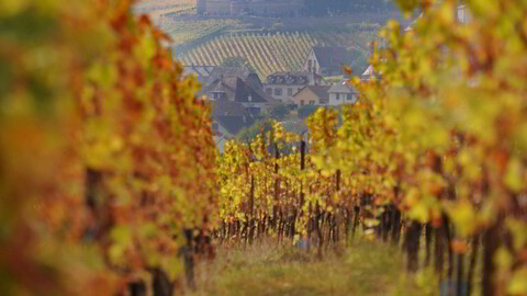 Trimbachs berømte vinmark Clos Ste Hune i Hunawihr i Alsace.