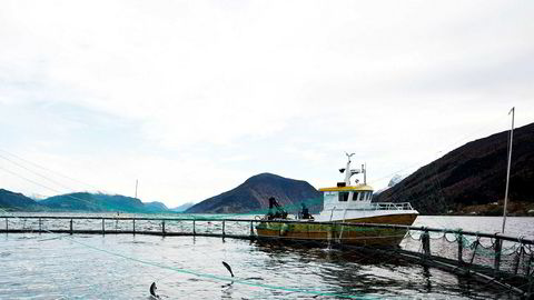 Produksjonsverdien i norsk fiskerinæring har økt med 25 prosent siden 2014. Her fra oppdrettsdykking på en merde i Nordfjord.