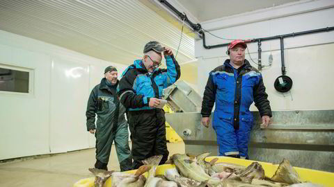 – Nedleggingsspøkelset er borte etter at Lerøy kom inn, sier daglig leder Jan Arne Skog (til høyre) på Skårvågfisk as. Her med produksjonsarbeider Kjell Ottar Larsen (til venstre) og fisker Jan Fredriksen.