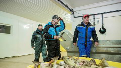 – Nedleggingsspøkelset er borte etter at Lerøy kom inn, sier daglig leder Jan Arne Skog (til høyre) på Skårvågfisk as. Her med produksjonsarbeider Kjell Ottar Larsen (til venstre) og fisker Jan Fredriksen.