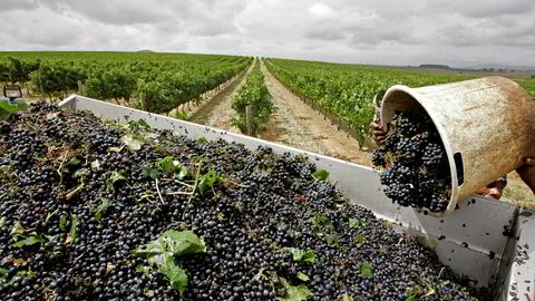 Det er mange godbiter blant vinene som blir laget av druer fra disse vinmarkene i Sør-Afrika. Foto: Schalk van Zuydam/AP/NTBScanpix