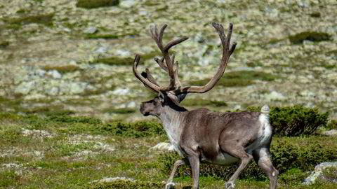 Reinbeitedistriktet krever erstatning for totalt 20 reinsdyr, som har blitt påkjørt på Ofotbanen-