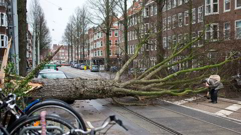 Trær blåste over ende på grunn av uværet i Nederland torsdag. Her plukker en mann opp hanskene sine etter scooteren hans ble truffet av et tre i Amsterdam. Foto: Peter Dejong / AP / NTB scanpix