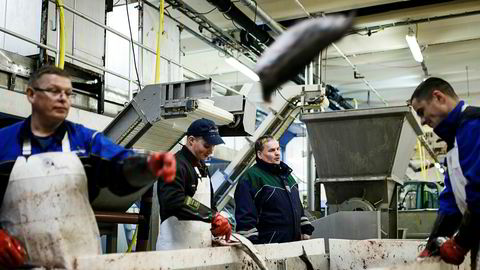 Tomas Zimborski (til venstre), Daniel Tscarnoz, daglig leder Roy Mienna, Adam Kadlowski og Daniel Florkiewiz sløyer fisk på fiskebruket Nergård Breivikbotn på Sørøya i Finnmark.