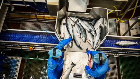 Gransker fiskeindustrien for menneskehandel. Illustrasjonsfoto har ikke tilknytning til innholdet i saken.
