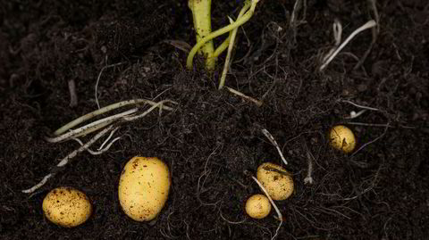 Allsidig. Med jord, litt vann og litt næring, kan poteten vokse nesten hvor som helst.