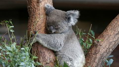 Over 8000 koalaer antas ha dødd i skogbrannene i Australia.
