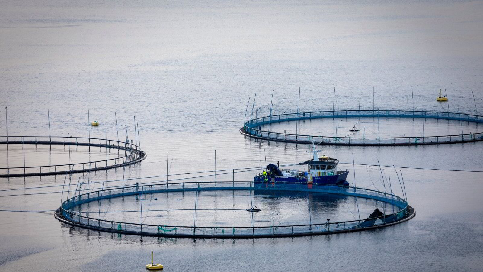 Oppdrettere på ville veier? Eller professor?