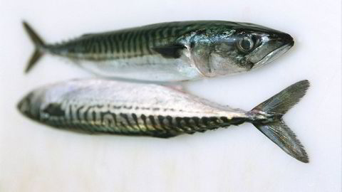 Sjømat er blant delindeksene på Oslo Børs der det er grunn til en viss optimisme, ifølge Investechs analyser. Her får to makrell illustrere sjømaten.