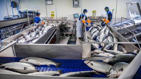 Hvis Dagens Næringsliv faktisk støtter tanken om at havbruket skal skattes ut fra reelle inntekter, bør de stille spørsmål ved hvorfor regjeringen foreslår å innføre normpriser og normprisråd, skriver artikkelforfatteren.