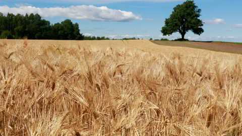 Noen land er begynt med tiltak for å møte den utfordringen at ukrainsk korn og andre matvarer kan forsvinne fra verdensmarkedet, skriver Rögnvaldur Hannesson.