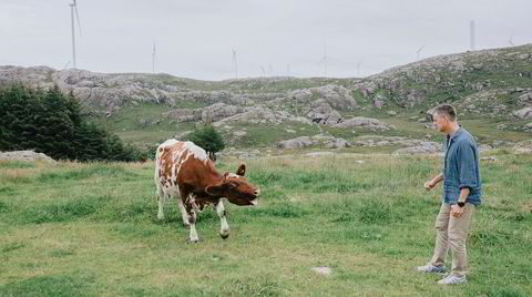 En sint ku rauter mot Kjetil Lund, den nye sjefen for Norges vassdrags- og energidirektorat (NVE). Han er innom hjemkommunen Hå, der vindturbiner spidder synsranden på alle kanter.