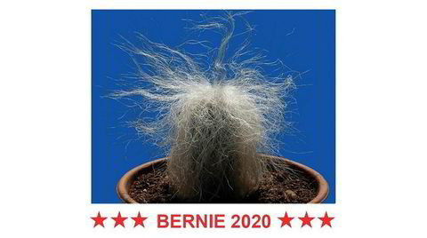Utsolgt flere ganger. Bernie Sanders-kaktusen er avbildet på en hvit genser over slagordet «BERNIE 2020».
