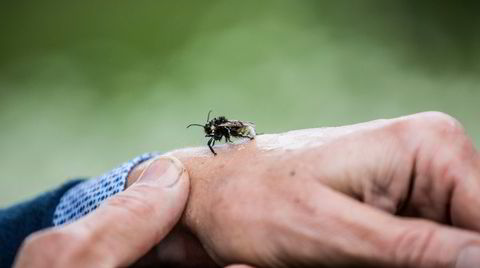 Forfatteren og hans subjekt. Biologiprofessor og forfatter Dave Goulson med en bie på håndbaken. De fleste insekter har en viktig plass i vårt økosystem, og vi bør unngå at arter utryddes, mener han.