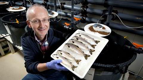 Seniorforsker Helge Tveiten har ledet Nofimas forskningsarbeid med steril laks. Her holder Tveiten frem fire sterile laks og to kontrollfisk. De sterile fiskene skiller seg ikke ut, men mangler kjønnsceller.