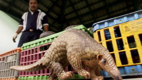 Pangolin er utrydningstruet og brukes i tradisjonell kinesisk medisin.