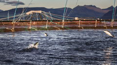 Veksten i norsk havbruk har stoppet opp. Med verdens strengeste lusekrav, i praksis maks én kjønnsmoden hunnlus per ti kilo slaktefisk, har ikke næringen lenger verktøy eller teknologi som muliggjør vekst.