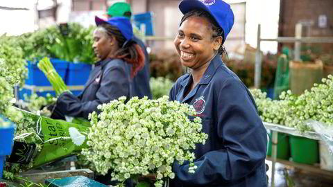 Den østafrikanske blomsterprodusenten Marginpar at de mistet så godt som alle inntekter da blomsterbørsen i Amsterdam lukket dørene i vår. Selskapet har fått nødkapital fra Norfund.