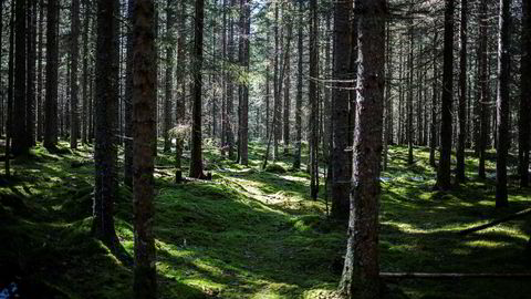 Et ekspertpanel oppnevnt av de europeiske vitenskapsakademiene oppfordrer til stans i hugging av skog til bioenergi. Brenning av skog er ikke et karbonnøytralt klimatiltak, konkluderer de.