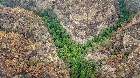 Brannmannskaper har klart å redde de sjeldne trærne, som har vært gjemt i en kløft i verdensarvområdet Blue Mountains nordvest for Sydney i New South Wales. Delstaten har vært rammet av en av de største skogbrannene i Australia de siste månedene.