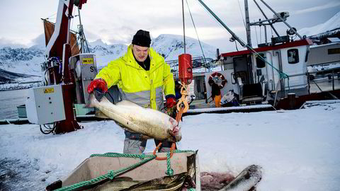 Fisker Bjørn-Helge Robertsen losser skrei på fiskemottaket i Tromvik. Også bønder, Senterpartiet, Kristelig Folkeparti og Fremskrittspartiet bør anerkjenne at fisk er mat.