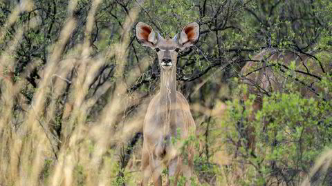 Tykke skyer av insekter sprer fortvilelse blant bønder i Etiopia, Somalia og Kenya. Flere hundre elefanter, og flere tusen andre dyr, døde mot slutten av 2019 i Hwange National Park på grunn av tørke.