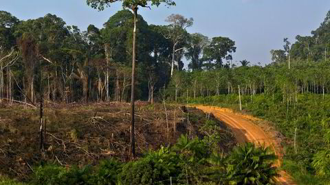 Avskogingen øker i Amazonas, og klima- og miljøminister Vidar Helgesen advarer Brasil om at det kan bli stans flommen av norske regnskogmilliarder hvis ikke trenden snur.