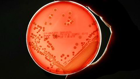 Antibiotikaresistente MRSA-bakterier er et økende problem.