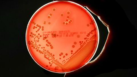 Antibiotikaresistente MRSA-bakterier er et økende problem.