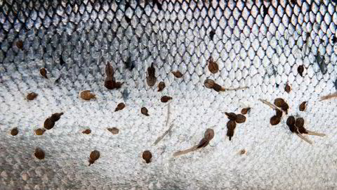 Det er mindre lakselus på oppdrettsfisken i år, men på Vestlandet er det så mye lus at villfisk dør, viser ny rapportering fra Mattilsynet og Havforskningsinstituttet.