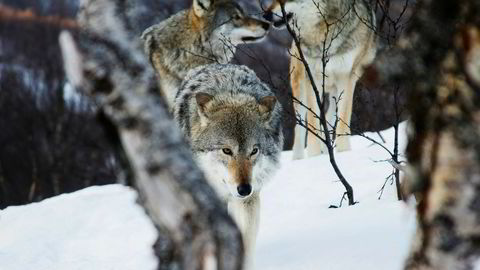 Johan C. Løken gjentar i DN 3. april sin påstand om at det er ulven som har skylden for svak næringsutvikling og tilbakegang i folketallet i ulvesonen.