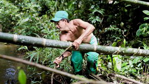 Brobygger. Den tidligere geriljasoldaten Fidel Hernandez Alvarez bruker bambusstammer for å lage en bro over elven