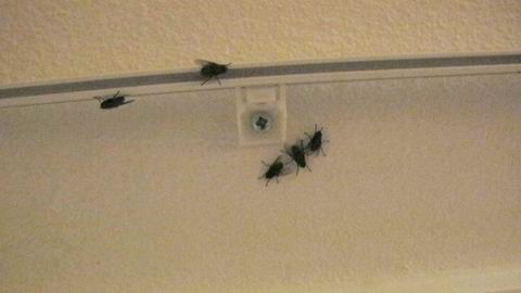 Det var massivt med store svarte fluer på rommet DNs tester ble tildelt på nyoppusset Stordalen-hotell