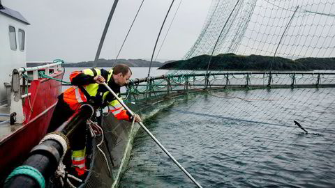 Lakseoppdretteren Norway Royal Salmon (NRS) satte flere rekorder i salg og inntekter i fjor tross problemer med fiskesykdommen ILA. Foto: Tommy Ellingsen