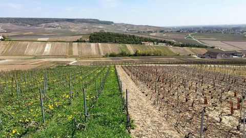 Kontrast. Biodynamisk dyrking av druer på den gresskledde lappen hos Leclerc Briant i Champagne versus naboenes sprayede og brune vinmarker.