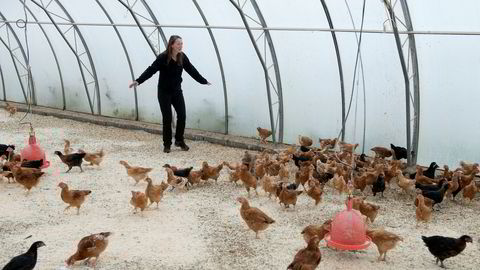 Els Geelen gjeter første kull av kyllinger med økologiske foreldre ved Homlagarden.
