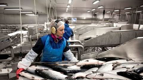 20 millioner tonn fisk som i dag går til fiskefôr, kunne 90 prosent blitt spist av mennesker, hevdes det. Det stemmer kanskje i teorien, men virkeligheten viser noe annet.