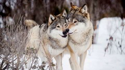 Basert på erstatningsutbetaling­ene fra staten, dreper ulven mindre sau enn før i Norge.