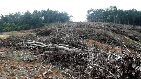 Bildet fra mai viser en skog som er fjernet for å gi plass til en plantasje for palmeolje på Sumatra.