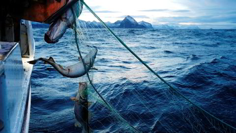 Delikatesse. Skipper Trond Dalgård (51) og Jan Gunnar Johansen på fjorårets skreifiske i Gryllefjord på utsiden av Senja. Fisken er etterspurt over hele verden, og årlig eksporteres det skrei for rundt syv milliarder kroner.